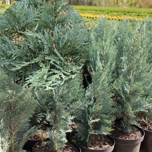 Chamaecyparis lawsoniana 'Pembury Blue' - Kalifornia ebaküpress 'Pembury Blue' P9/0,55L